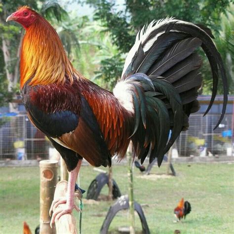 The Albany Gamefowl: A Study of Origins and Development.